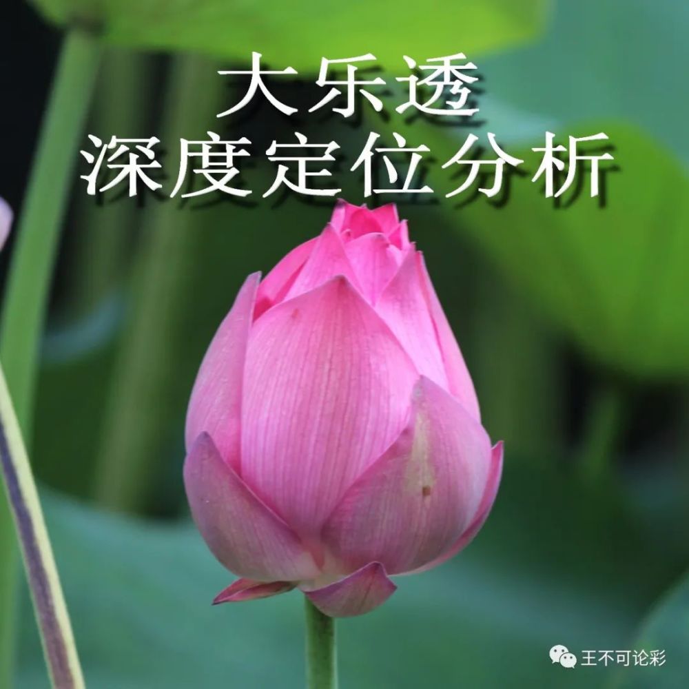 竞猜热点盘口突变，业内人士深度分析