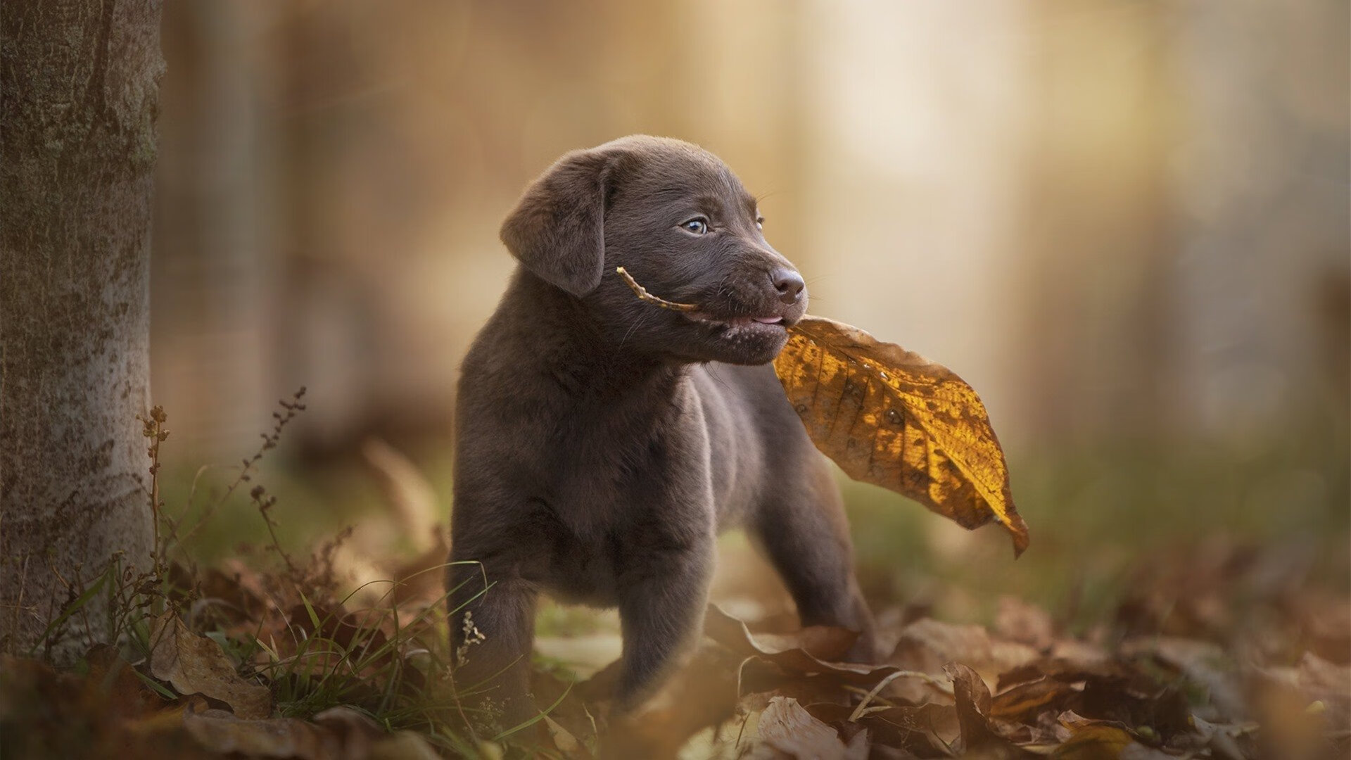 扩展思维,文章标题