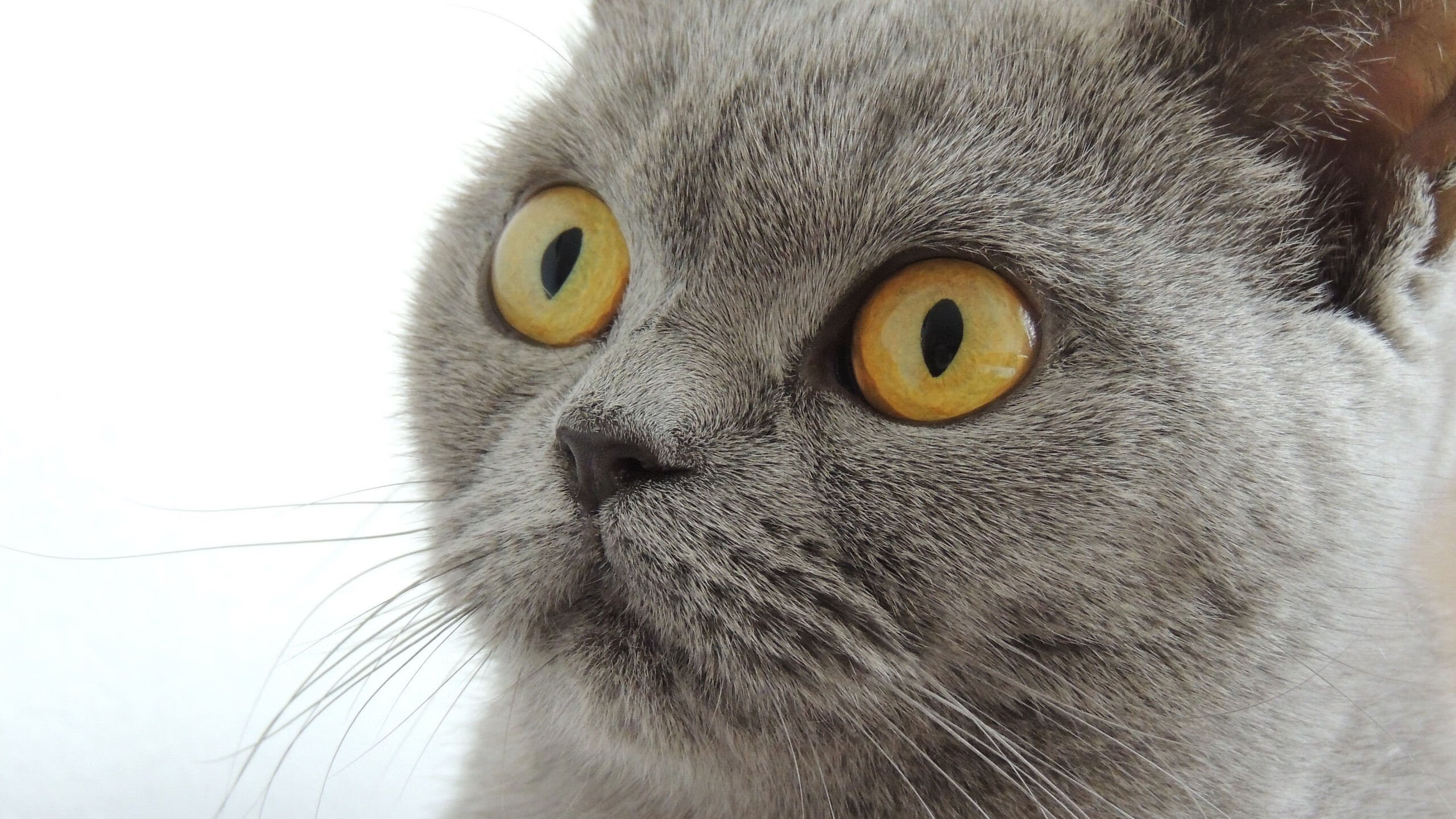 绝杀者诗歌,当利拉德的时间成为唯一的信仰