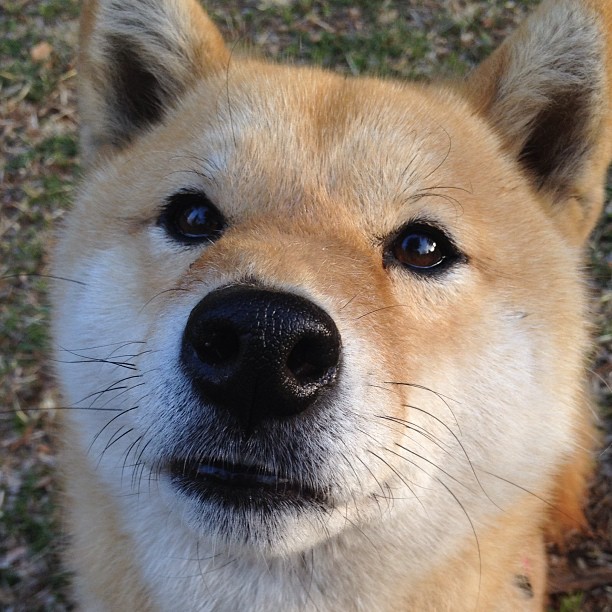 北卡罗来纳的第一座冠军，黄蜂队史首冠的完美风暴