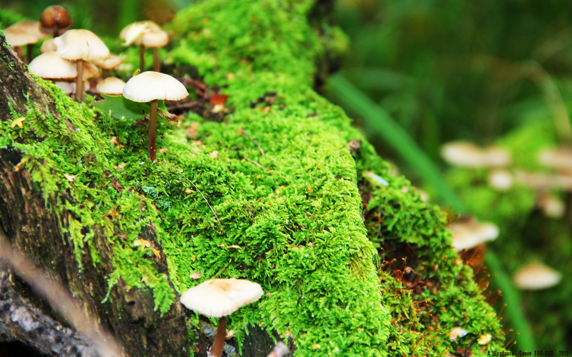 奥纳纳完美发挥，喀麦隆惊艳马德里竞技，一场跨越大陆的足球盛宴