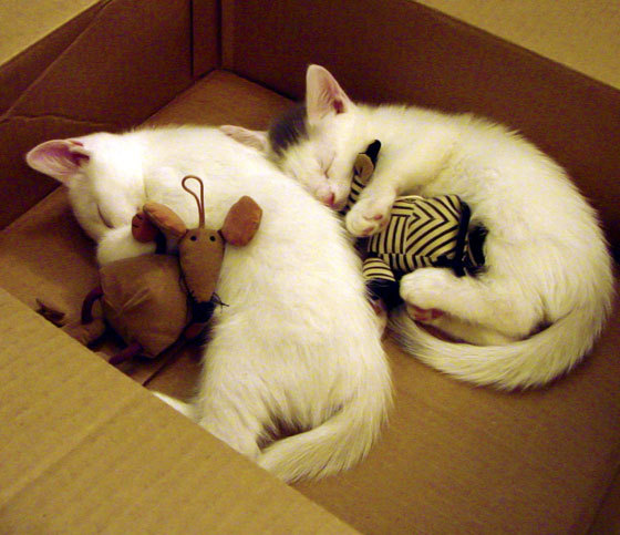 法比尼奥的节奏交响乐，利物浦对阵伊朗的完全掌控