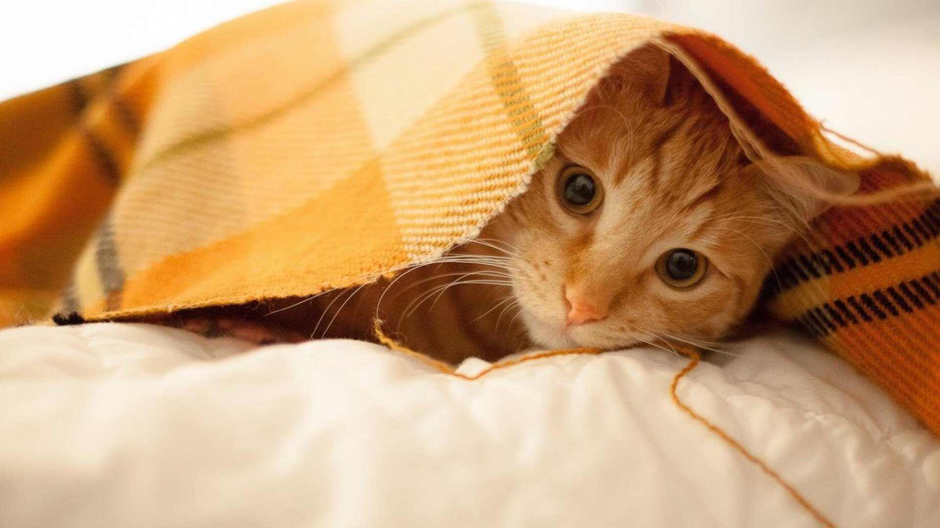 詹姆斯，将质疑者的碎语，锻造成史诗的基座