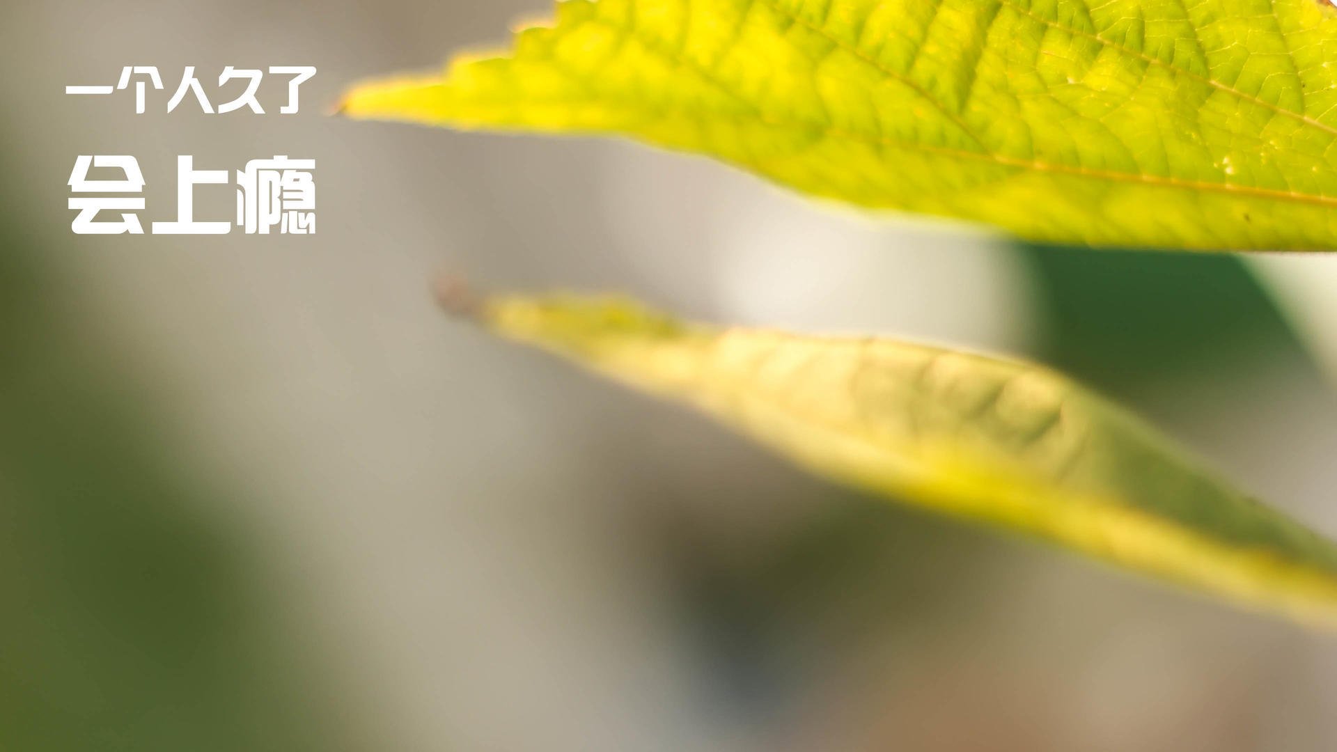 烈焰焚城!布克50分超神之战导演逆转,开拓者主场浇灭凯尔特人