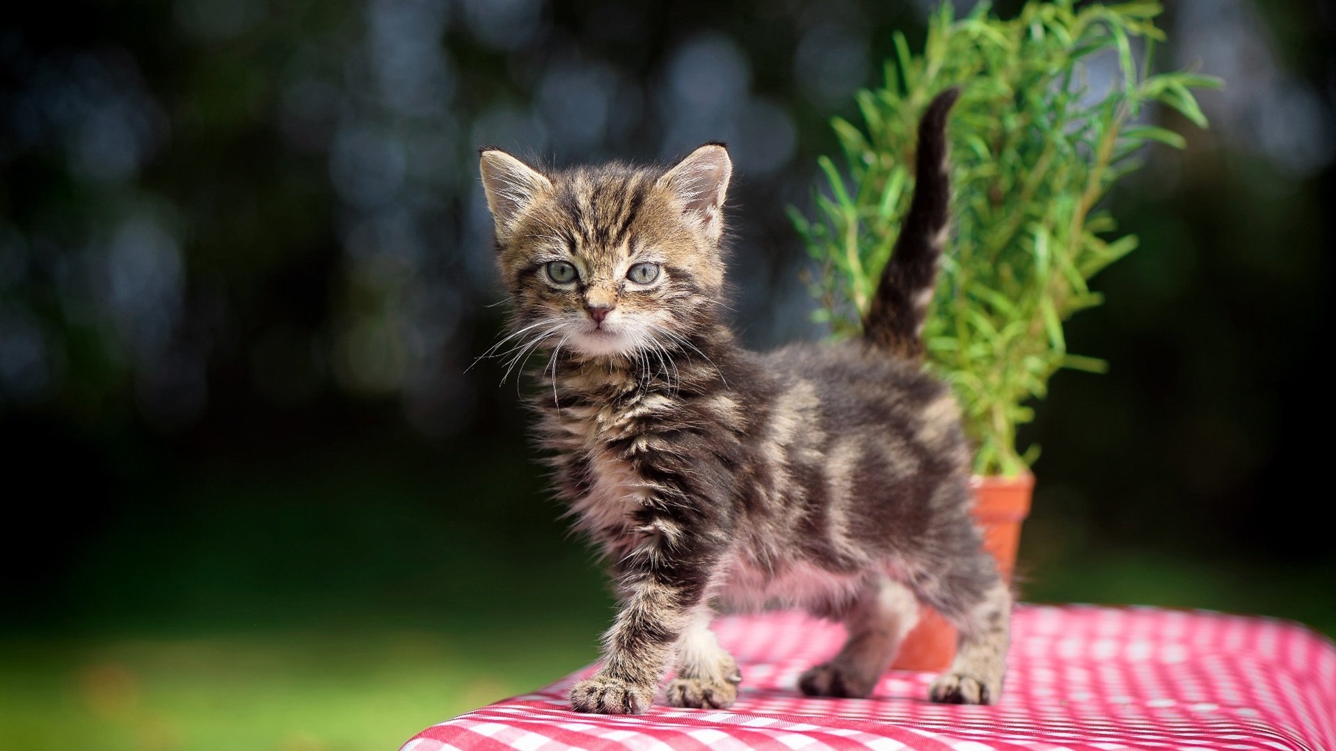 冷血热火掀翻费城,西亚卡姆利刃持续撕裂防线