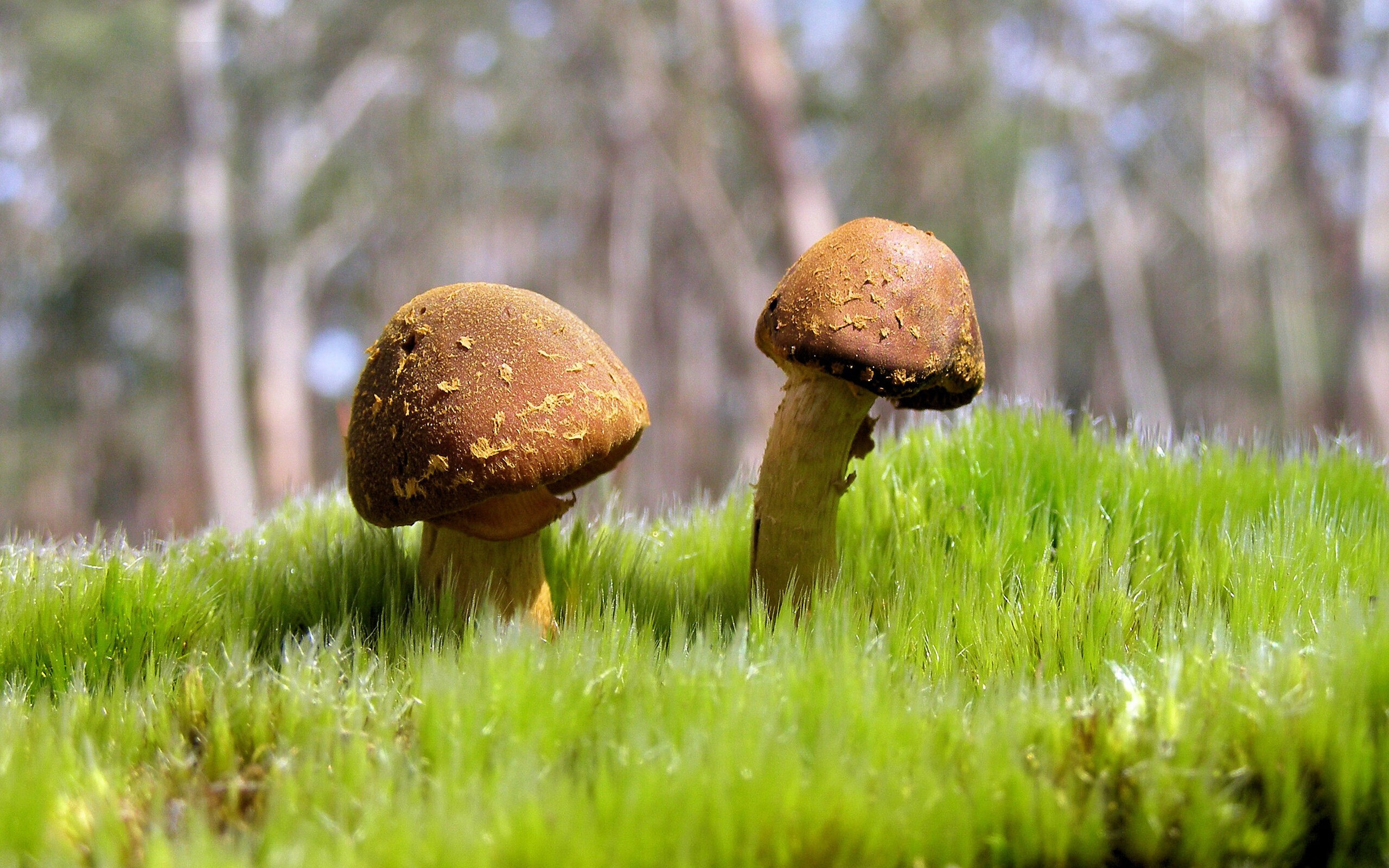 封喉利刃,霍勒迪提前终结悬念,太阳击落老鹰之夜