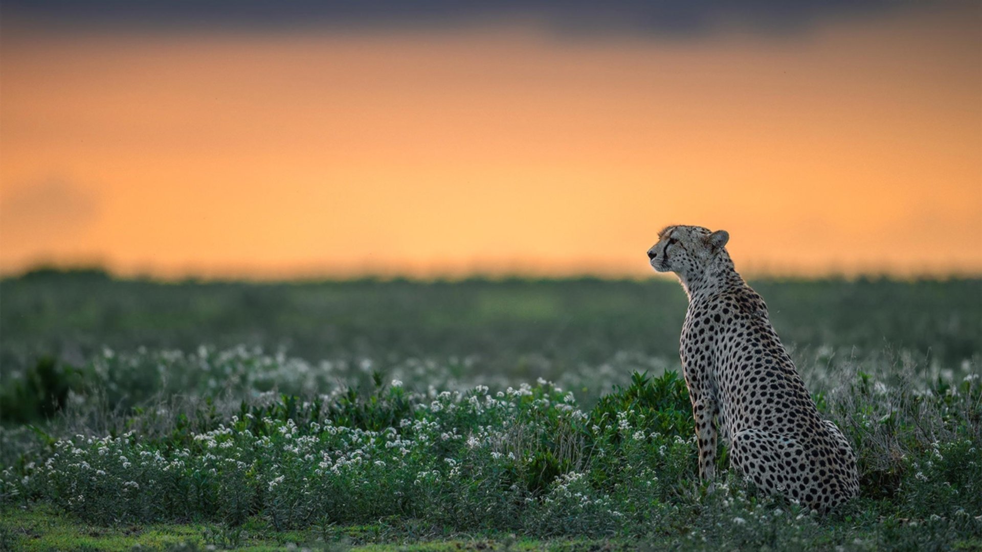 银箭破晓,库里在掘金绝命弯道接管总冠军