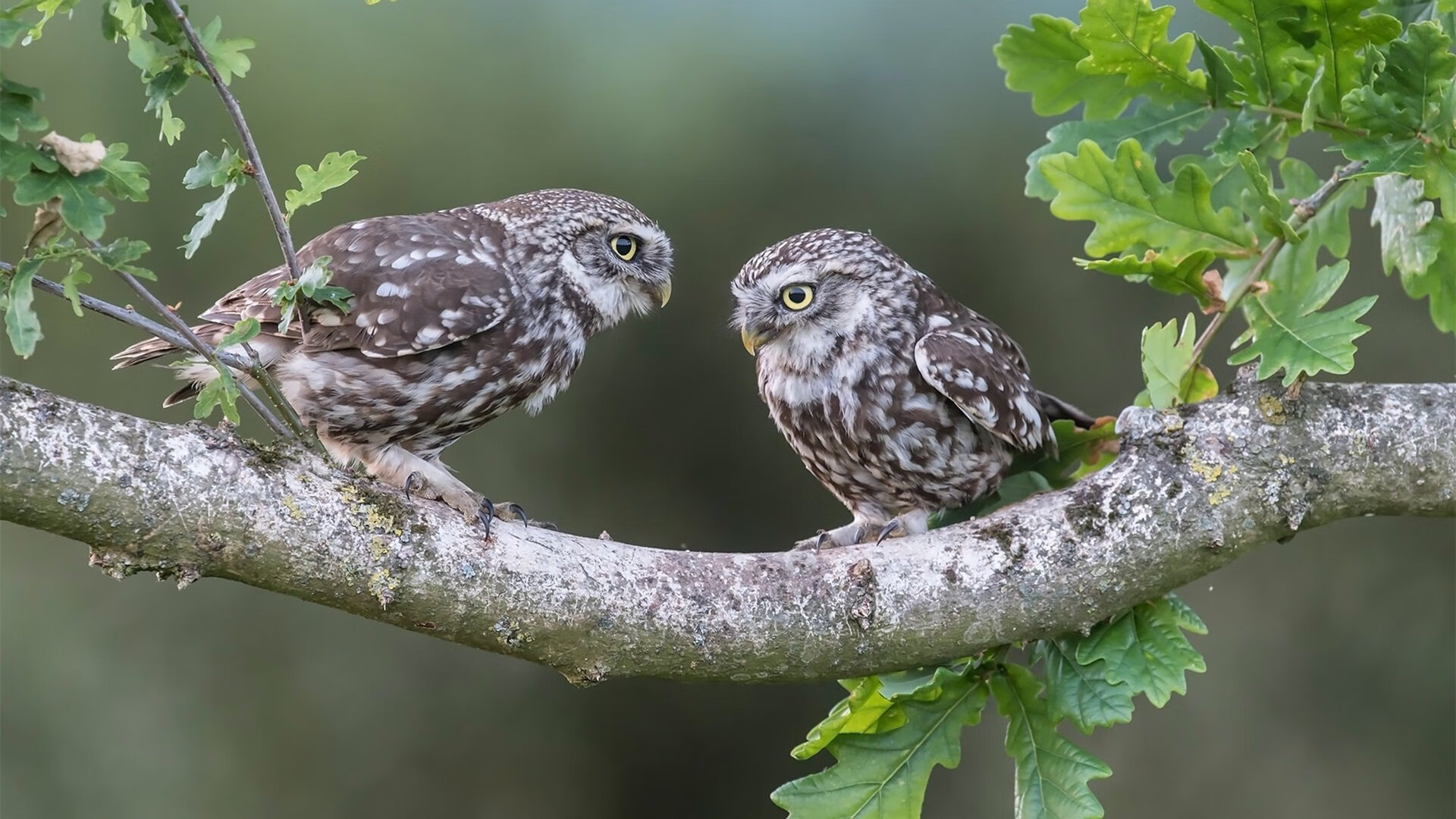 当巴西黄遇见摩纳哥红，三笘薰的独一舞步撕裂了时空