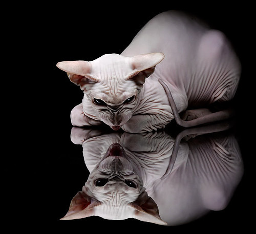 同一个纪录之夜,克莱得分爆发,雷霆青春风暴终结步行者