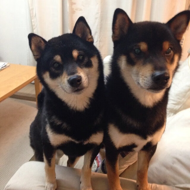 从NBA硬仗到世界杯霸主,米切尔的篮球征服之路