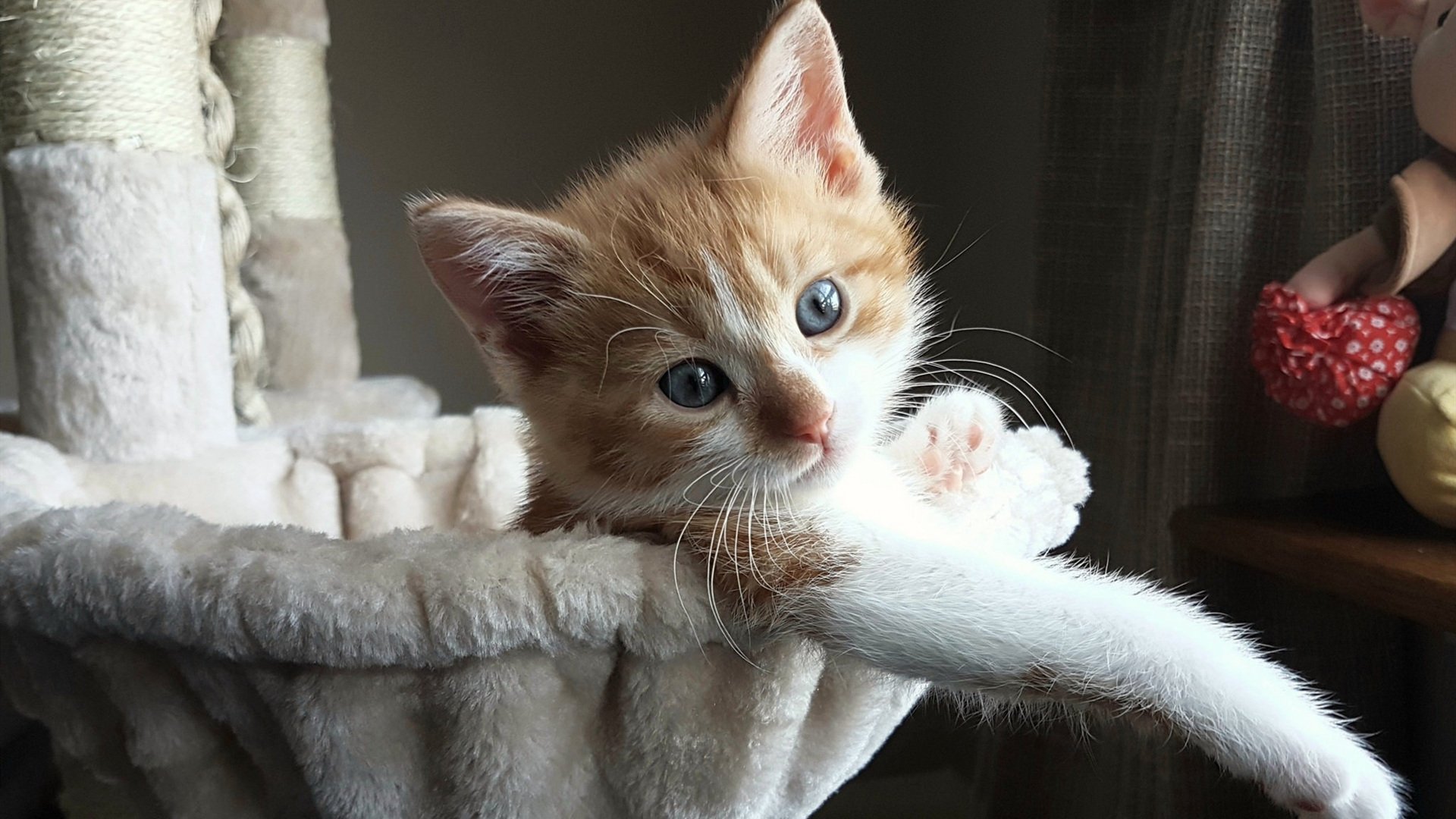 骑士王朝序章，一场被定义为年度焦点的极致碾压战