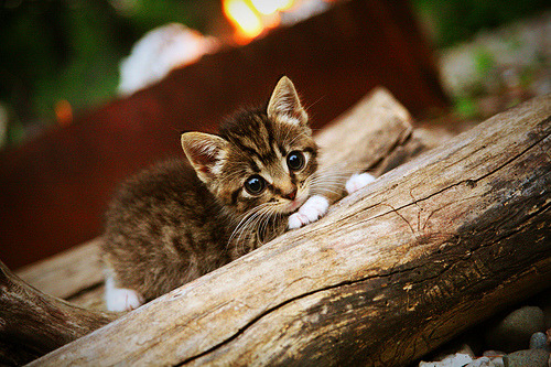 意甲焦点战之夜,金玟哉末节天神下凡,一己之力改写战局
