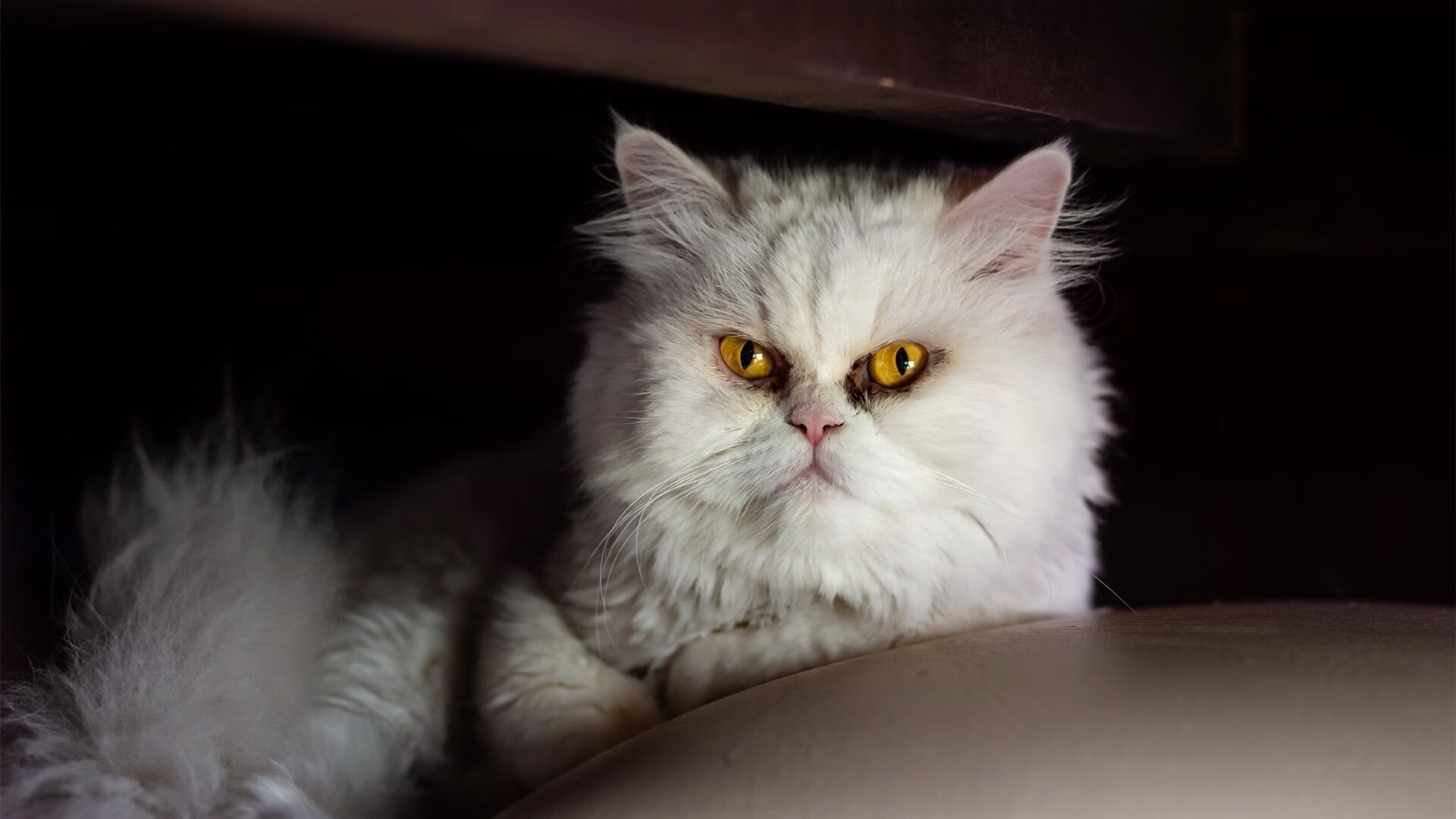 足球的呼唤，平行宇宙中的欧冠半决赛焦点战，凯尔特人如何拿下深圳队？