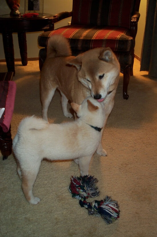 当武切维奇成为芝加哥的神