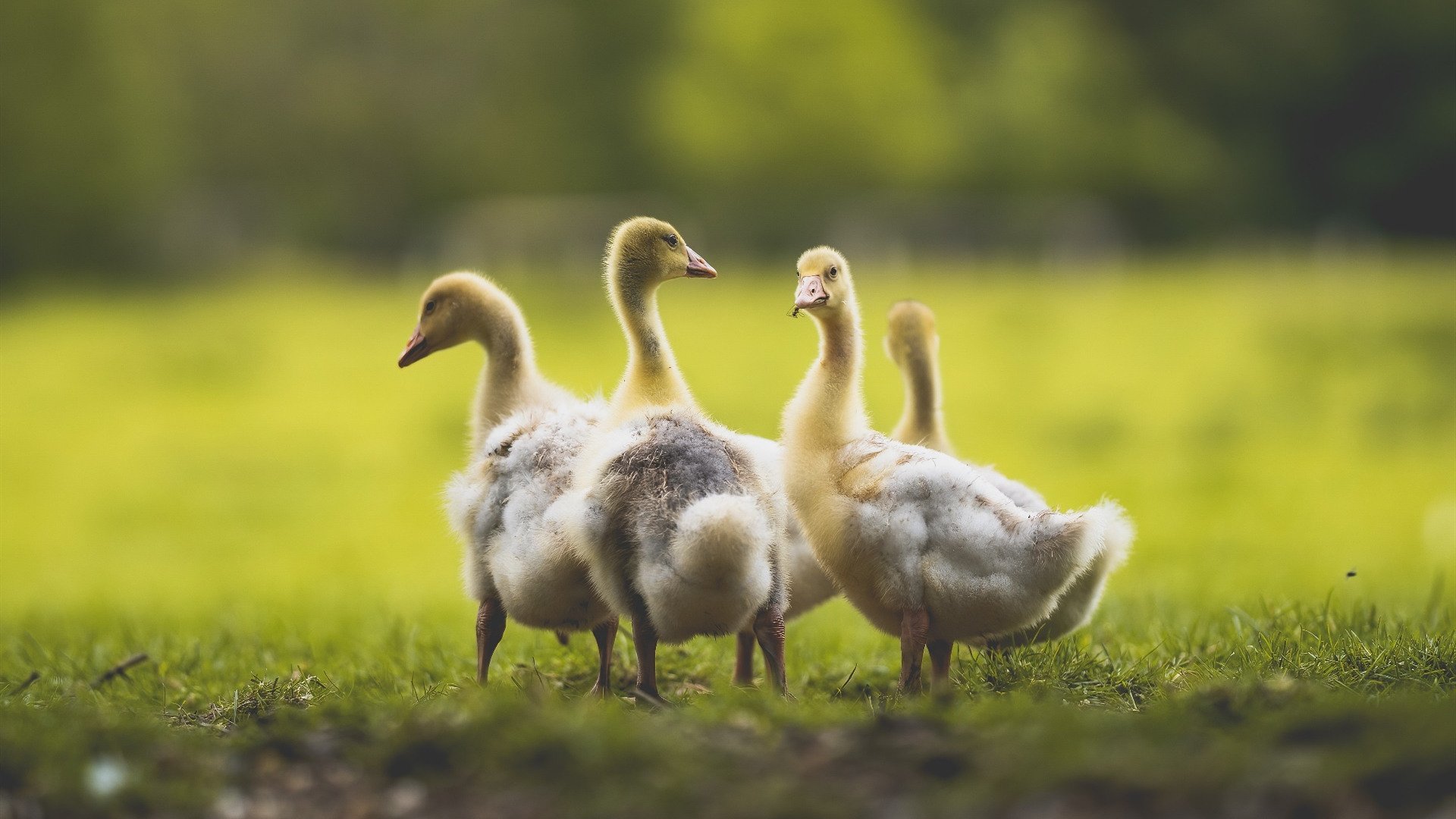 足球史上的唯一性，摩洛哥击穿冰岛防线，卡瓦哈尔刷新传奇纪录