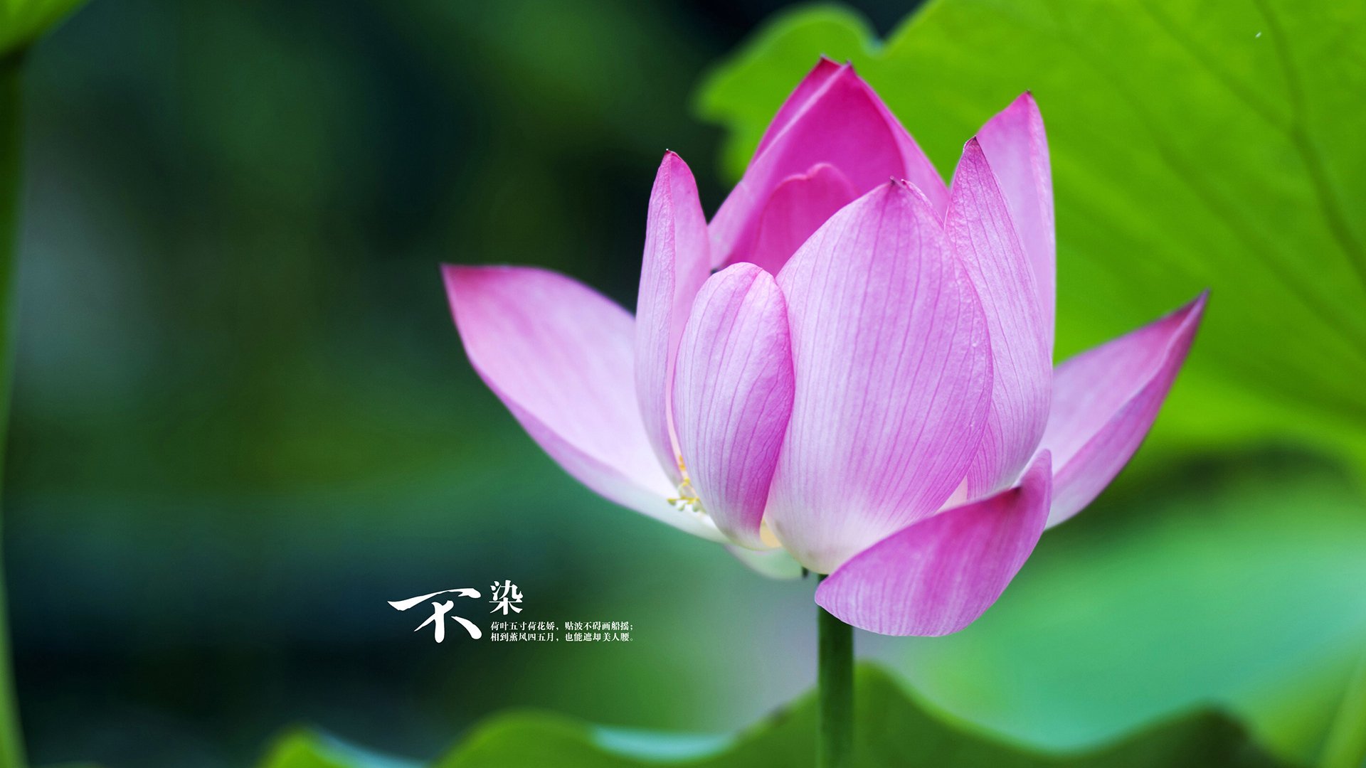 天幕坠落，三笘薰利刃出鞘，奥地利撕裂英格兰神话